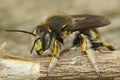 Close up of a male common carder bee , Anthidium manicatum