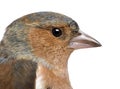 Close-up of a Male Common Chaffinch - Fringilla coelebs Royalty Free Stock Photo