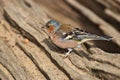 Close-up of male common chaffinch Fringilla coelebs on the tree branch Royalty Free Stock Photo