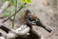 Close-up of male common chaffinch Fringilla coelebs on the tree branch Royalty Free Stock Photo