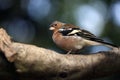 Close-up of male common chaffinch Fringilla coelebs on the tree branch Royalty Free Stock Photo