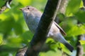 close up of male common chiffchaff Royalty Free Stock Photo