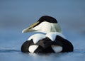 Close up of a male common eider Royalty Free Stock Photo