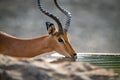 Close-up of male common impala drinking water