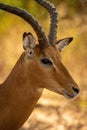 Close-up of male common impala staring right
