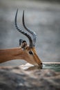 Close-up of male common impala at trough
