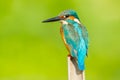 Close up of Male Common kingfisher Royalty Free Stock Photo