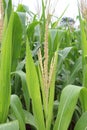 Close-up on a male corn flower or tassel among blurred foliage. Royalty Free Stock Photo