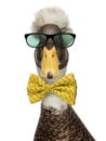 Close-up of a Male Crested Ducks wearing glasses and a bow tie