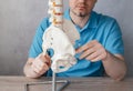 Close up of male doctor& x27;s hand showing asis anterior superior illiac spine on skeleton spine model Royalty Free Stock Photo