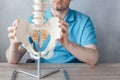 Close up of male doctor& x27;s hand showing iliac crest or hip bones on a skeleton spine model, iliacus muscle attachment