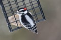 Close Up Of A Male Downy Woodpecker Bird
