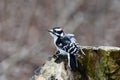 Close up of a male Downy Woodpecker