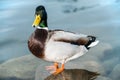 A close-up of a male duck standing on a stone in a very clear water and looking fixedly Royalty Free Stock Photo