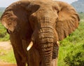 A close-up of a male elephant Royalty Free Stock Photo