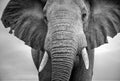 Close-up of a male elephant with ears extended