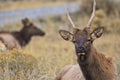 Close up of male elk with broken spike antlers near Gardiner in Montana