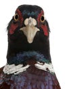 Close up of Male European Common Pheasant