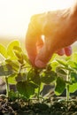 Close up of male farmer hand examining soybean plant leaf Royalty Free Stock Photo