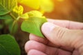 Close up of male farmer hand examining soybean plant leaf