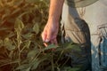 Close up of male farmer hand touching unripe green soybean plants in field