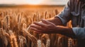 Close up of male farmer hand in the wheat field at the sunset, Agriculture concept