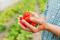 close up of Male farmer holds some large ripe strawberry in his hands. A handful of strawberries.