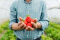 close up of Male farmer holds some large ripe strawberry in his hands. A handful of strawberries. Royalty Free Stock Photo