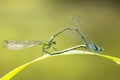 Closeup of two common bluetail Ischnura elegans damselflies mating wheel or heart