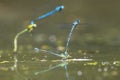 Closeup of two common bluetail Ischnura elegans damselflies mating wheel or heart