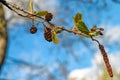 Close-up of male and female flowers catkins, old cones, buds and leaves emerging in spring on Black alder / European alder