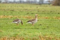 Close up of male and female Greylag Geese, Anser anser, Royalty Free Stock Photo