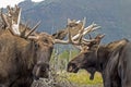 Close up of male and female Moose together in Alaska. Royalty Free Stock Photo