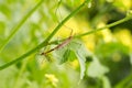 Close-up male and female of mosquito long legs on green branch Royalty Free Stock Photo