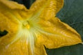 Close-up of a male flower of a pumpkin plant in bloom