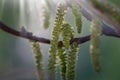 Close up of male flowers of Juglans regia, the Persian walnut, English walnut, Circassian walnut, common walnut. Poland Royalty Free Stock Photo