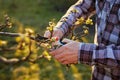 Male gardener pruning a fruit tree Royalty Free Stock Photo