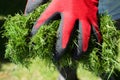 Close-up of male gardener in red and black gloves holding a grass clippings in his yard. Newly trimmed lawn Royalty Free Stock Photo