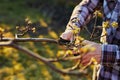 Close-up of a male gardener's hand pruning a fruit tree Royalty Free Stock Photo