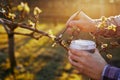 Male gardener treating a fruit tree with balsam Royalty Free Stock Photo