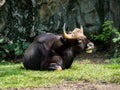Close up of Male Gaur Royalty Free Stock Photo