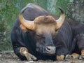 Close up of Male Gaur Royalty Free Stock Photo