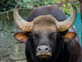 Close up of Male Gaur Royalty Free Stock Photo