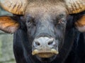 Close up of Male Gaur Royalty Free Stock Photo