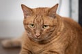 Close up of male ginger house cat with sad eyes Royalty Free Stock Photo