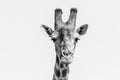 A close-up of a male Giraffe`s face as he looks into the camera. Royalty Free Stock Photo