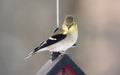 Single Male Gold Finch Royalty Free Stock Photo