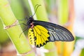 Male Golden Birdwing Troides aeacus butterfly Royalty Free Stock Photo