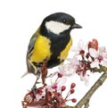 Close-up of a Male great tit perched on a flowering branch, Parus major Royalty Free Stock Photo