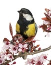 Close-up of a male great tit perched on a flowering branch, Parus major Royalty Free Stock Photo